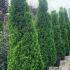 Thuja Smaragd Hedging Potted 2.5-3 m buy online UK.