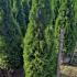 Thuja Smaragd Hedging Potted 1.25-1.5 m buy online UK.