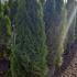 Thuja Smaragd Hedging Potted 1.5-1.7 m buy online UK.