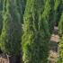 Thuja Smaragd Hedging Potted 1-1.25 m buy online UK.