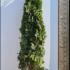 Thuja Smaragd Hedging Potted 1.7-2 m buy online UK.