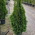 Thuja Smaragd Hedging Potted 80-100 cm buy online UK.