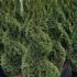thujasmaragdspiral 1.75-2 m buy online UK.