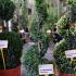 Thuja Smaragd or White Cedar Smaragd Spiral 1.2-1.3 m buy online UK.