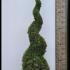 Thuja Smaragd or White Cedar Smaragd Spiral 1.75-2 m buy online UK.