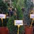 Thuja Smaragd or White Cedar Smaragd Spiral 80-100 cm buy online UK.