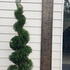 thujasmaragdspiral 1.5-1.75 m buy online UK.
