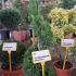 Thuja Smaragd or White Cedar Smaragd Spiral 1-1.25 m buy online UK.