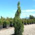 Spiral shaped conifer with vibrant green foliage. Perfect for adding architectural interest to gardens.