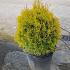 Thuja Smaragd Topiary Ball or Globe 30-40 cm buy online UK.