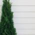 Thuja Smaragd White Cedar Hedging Rootball 1-1.25 m buy online UK.