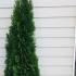 Thuja Smaragd White Cedar Hedging Rootball 1.25-1.5 m buy online UK.