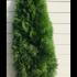 Thuja Smaragd White Cedar Hedging Rootball 1.5-1.75 m buy online UK.