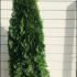 Thuja Smaragd White Cedar Hedging Rootball 1.75-2 m buy online UK.