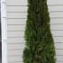 Thuja Smaragd White Cedar Hedging Rootball 2-2.5 m buy online UK.