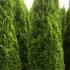 Thuja Smaragd White Cedar Hedging Rootball 2.5-2.75 m buy online UK.