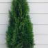 Thuja Smaragd White Cedar Hedging Rootball 80-100 cm buy online UK.