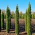 thujasmartuscan 1.75-2 m buy online UK.