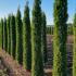thujasmartuscan 2-2.25 m buy online UK.