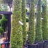 thujasmartuscan 2.5-3 m buy online UK.
