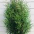 Thuya Occidentalis Brabant Rootball 1-1.25 m buy online UK.