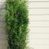 Thuya Occidentalis Brabant Rootball 1.25-1.5 m buy online UK.