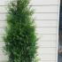 Thuya Occidentalis Brabant Rootball 1.5-1.75 m buy online UK.