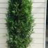 Thuya Occidentalis Brabant Rootball 1.75-2 m buy online UK.