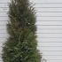 Thuya Occidentalis Brabant Rootball 2.5-2.75 m buy online UK.
