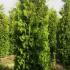 Thuya Occidentalis Brabant Rootball 3-3.5 m buy online UK.