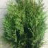 Thuya Occidentalis Brabant Rootball 80-100 cm buy online UK.