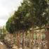 3 Metre tall mature Thuja Plicata Full Standard Trees for sale at our Enfield Plant Centre