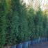 Instant privacy screening, large Thuya Plicata hedging trees for sale at Paramount Plants
