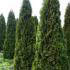 Thuja Occidentalis Smaragd, also known as White Cedar Smaragd, buy online with UK delivery.