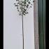 Tilia Cordata Greenspire - Small Leaf Lime Tree 3-3.5 m buy online UK.