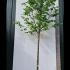 Tilia Cordata Rancho Small Leaved Lime 4.5-5 m buy online UK.