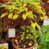 Tilia Cordata - Small Leaved Lime 80-100 cm buy online UK.