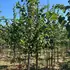 tcm 3-3.5 m buy online UK.
