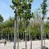 Tilia Cordata - Small Leaved Lime 3-3.5 m buy online UK.