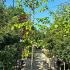 Tilia Cordata - Small Leaved Lime 2.5-3 m buy online UK.