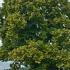 Tilia Cordata or Small Leaved Lime trees for sale