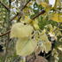 Tilia Henryana or Henry’s Lime