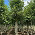 tpm 3.5-4 m buy online UK.