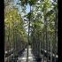 Tilia Platyphyllos Broad Leaved Lime 3-3.50 m buy online UK.