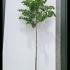 Tilia Tomentosa Brabant - Silver Lime 3.25-3.75 m buy online UK.