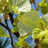 Tilia Tomentosa Brabant, Silver Lime Brabant - large rounded green foliage in summer 