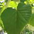 Tilia Tomentosa close up of foliage - silver lime, full standard trees to buy online with UK delivery