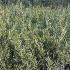 olive tree shrubs, the perfect shape and size for creating an evergreen olive hedge