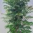 Toona Sinensis Flamingo Chinese Cedar 1.75-2 m buy online UK.