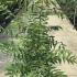 Toona Sinensis Flamingo Chinese Cedar 1.5-1.75 m buy online UK.
